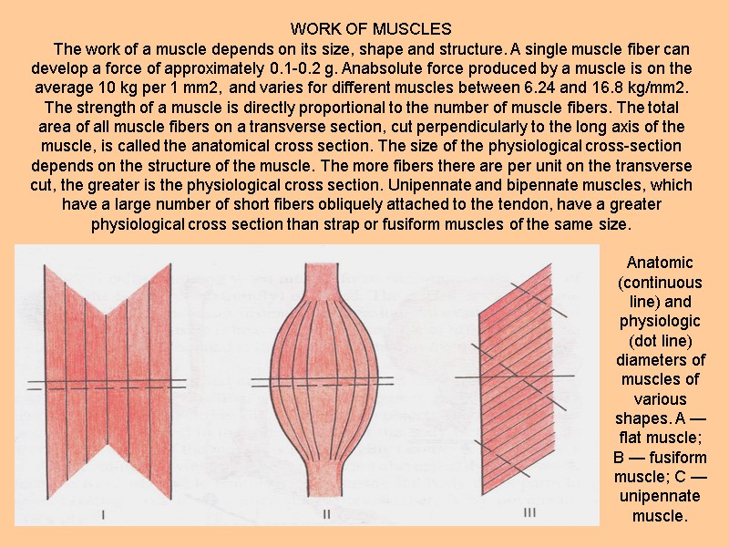 WORK OF MUSCLES The work of a muscle depends on its size, shape and
